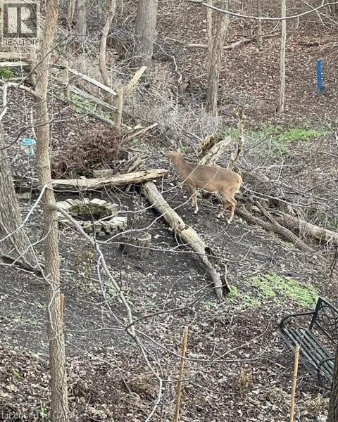 163 FOUNTAIN Street N thumbnail 6