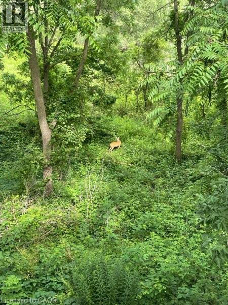 163 FOUNTAIN Street N thumbnail 7