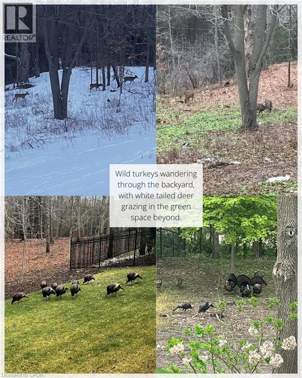 44 PIONEER RIDGE Drive thumbnail 48