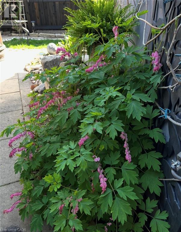 296 WEBER Street E thumbnail 39